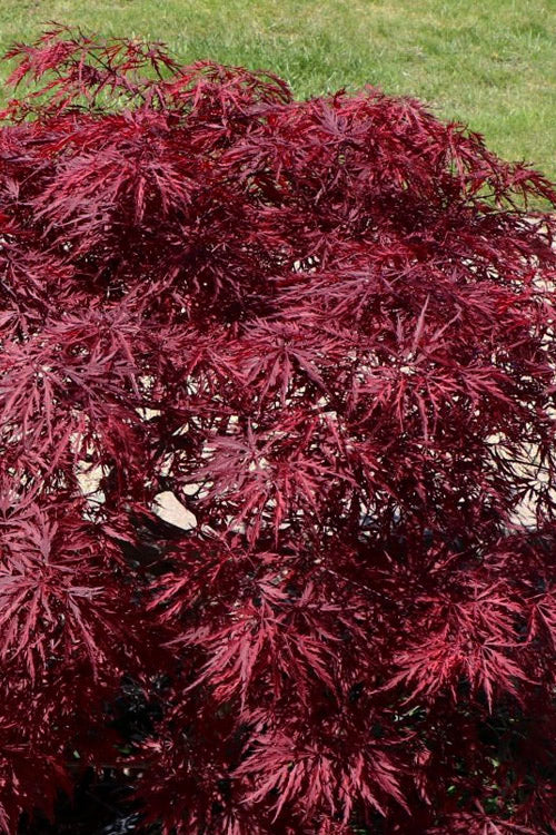  Red Dragon Dwarf Japanese Maple (High Graft) - 3 Gallon Pot (2-2.5')