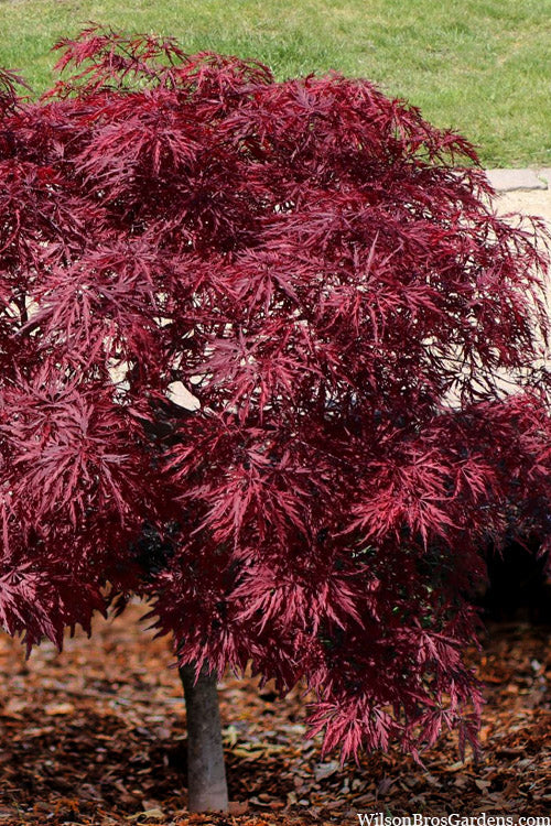 Red Dragon Dwarf Japanese Maple (High Graft) - 1 Gallon Pot