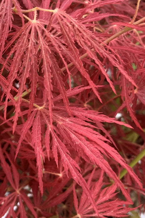  Victoria Red Sensation Weeping Japanese Maple - 3 Gallon Pot