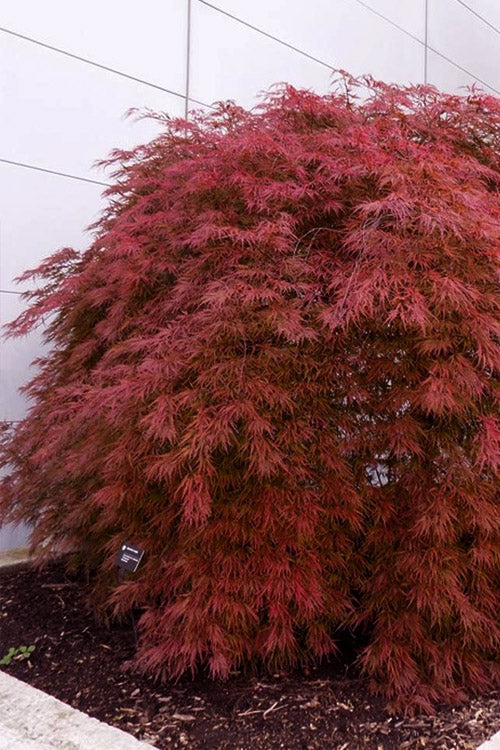  Victoria Red Sensation Weeping Japanese Maple - 3 Gallon Pot