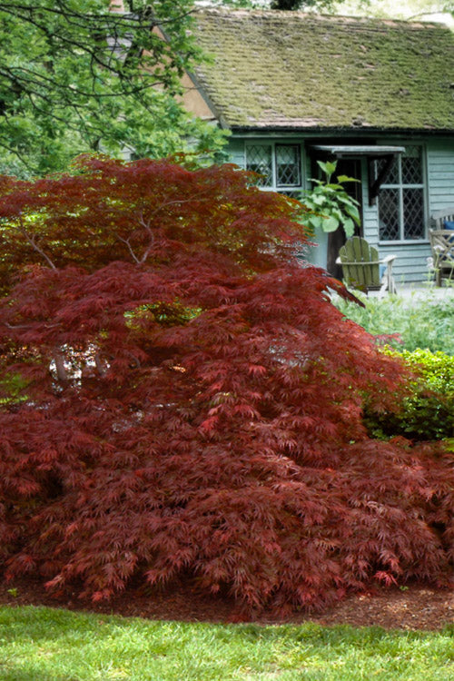  Victoria Red Sensation Weeping Japanese Maple - 3 Gallon Pot