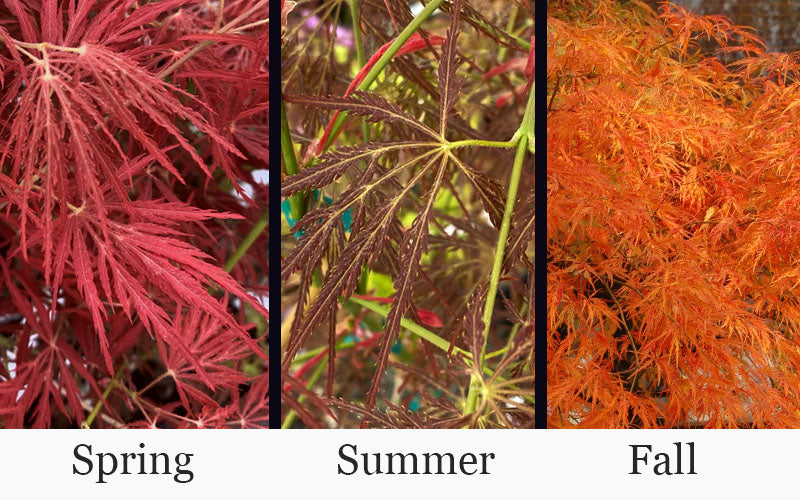  Victoria Red Sensation Weeping Japanese Maple - 3 Gallon Pot
