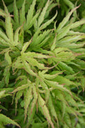  Dr. Seuss Japanese Maple - 7 Gallon Pot