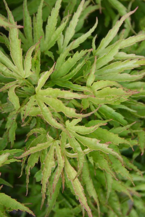  Dr. Seuss Japanese Maple - 7 Gallon Pot