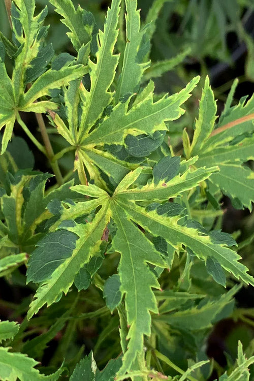  Dr. Seuss Japanese Maple - 1 Gallon Pot