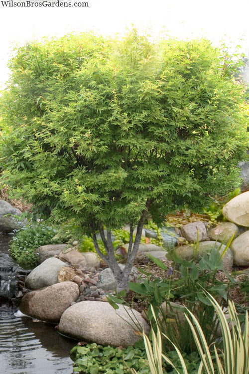  Dr. Seuss Japanese Maple - 7 Gallon Pot