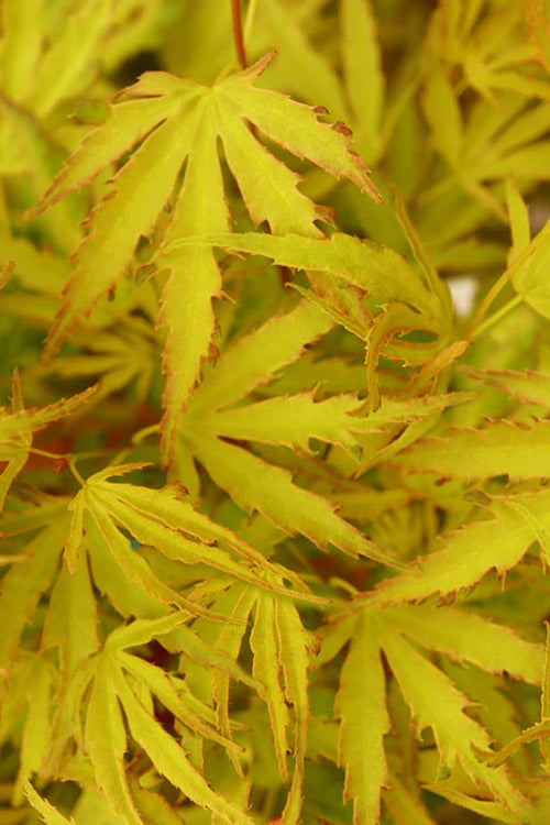  Dr. Seuss Japanese Maple - 7 Gallon Pot