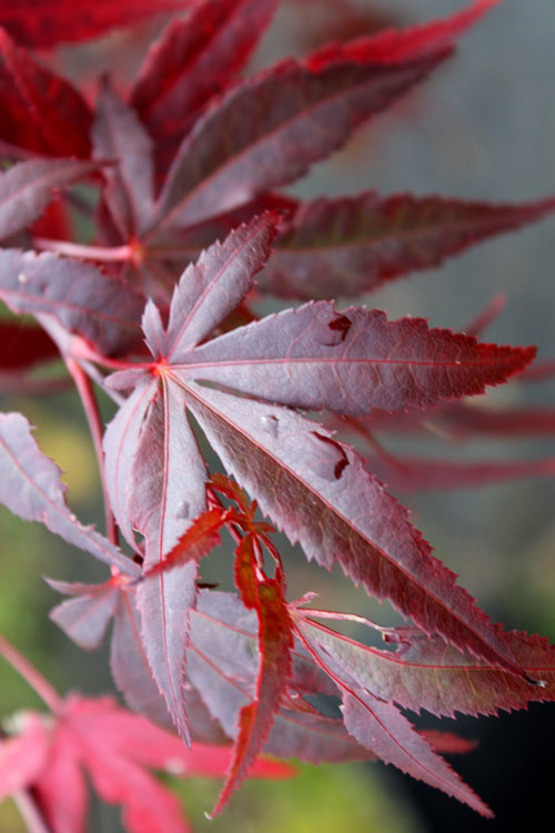  Dragon Tears Japanese Maple - 7 Gallon Pot