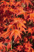  Dragon Tears Japanese Maple - 7 Gallon Pot