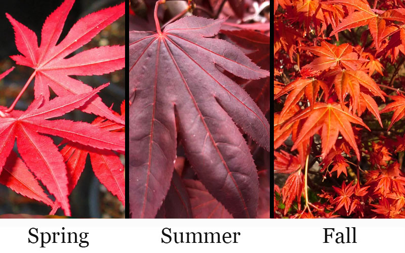  Dragon Tears Japanese Maple - 7 Gallon Pot