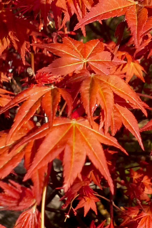  Dragon Tears Japanese Maple - 7 Gallon Pot