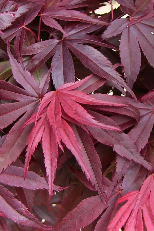  Emperor 1 Japanese Maple - 7 Gallon Pot (5-6')