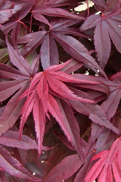  Emperor 1 Japanese Maple - 5 Gallon Pot (4'-5')