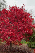  Emperor 1 Japanese Maple - 7 Gallon Pot (5-6')