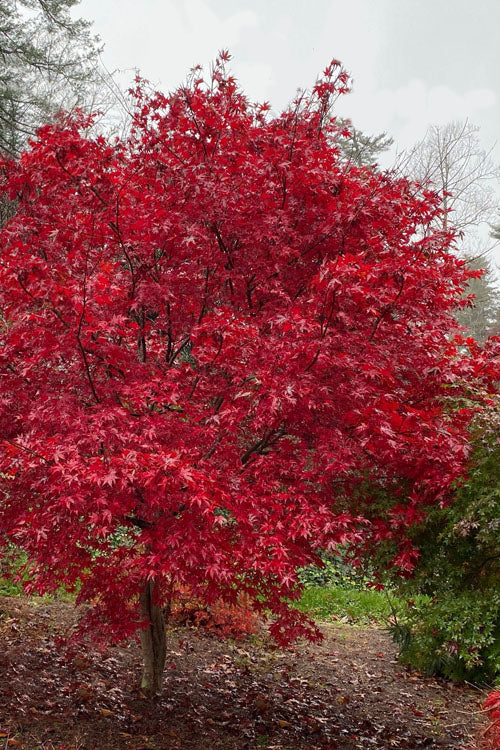  Emperor 1 Japanese Maple - 3 Gallon Pot (4.5-5.5')