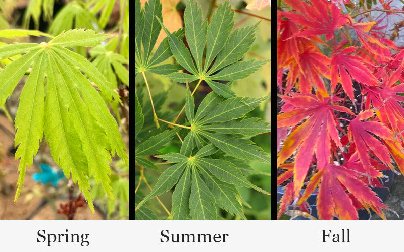  Fascination Japanese Maple - 3 Gallon Pot (4-5')