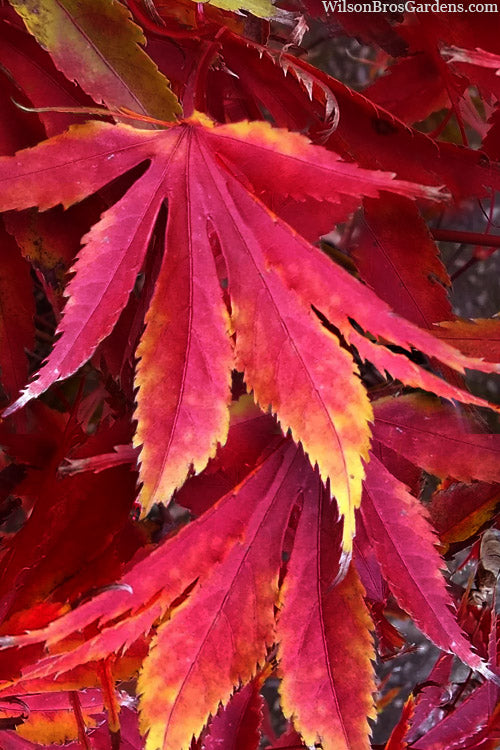  Fascination Japanese Maple - 7 Gallon Pot