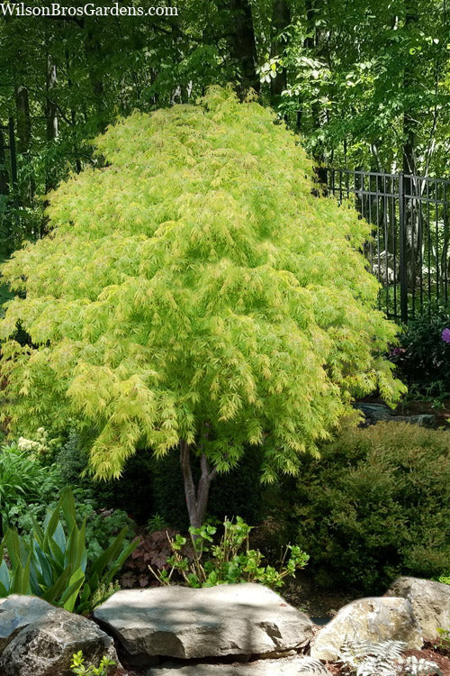  Fascination Japanese Maple - 7 Gallon Pot