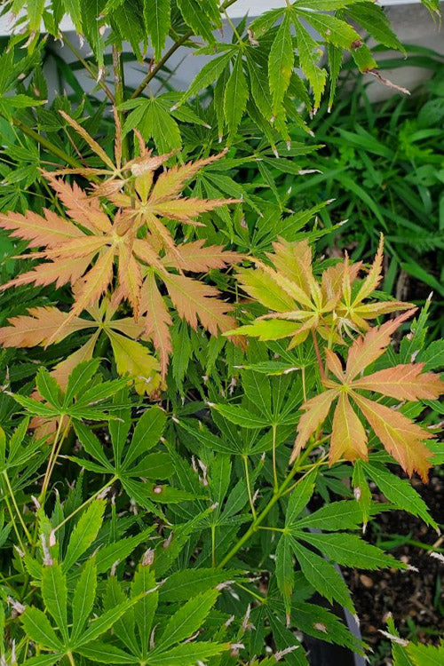  Fascination Japanese Maple - 3 Gallon Pot (4-5')
