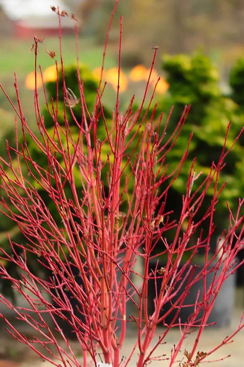  Corvallis Broom Dwarf Coral Bark Japanese Maple - 3 Gallon Pot
