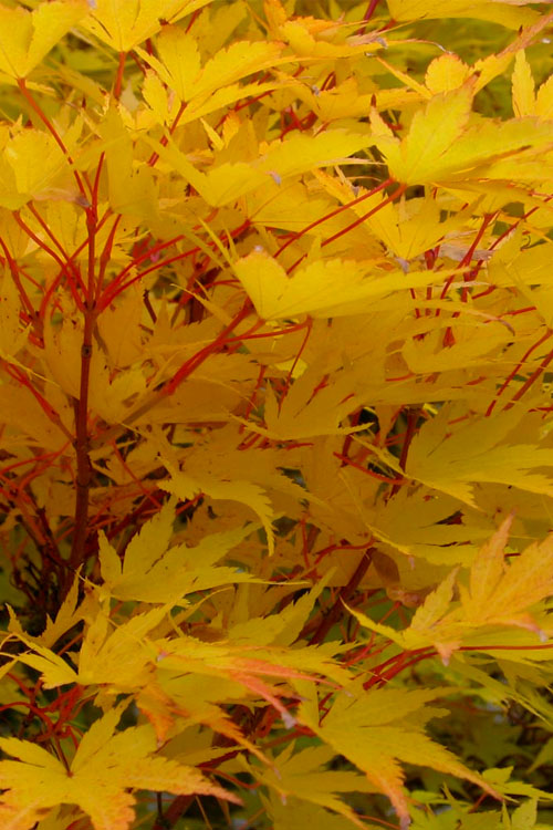 Corvallis Broom Dwarf Coral Bark Japanese Maple - 3 Gallon Pot