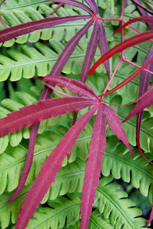  Filifera Purpurea Japanese Maple - 3 Gallon Pot