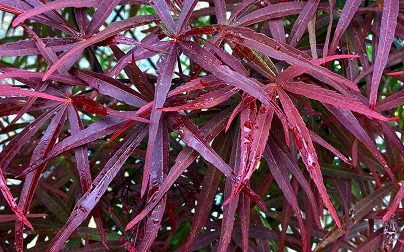  Filifera Purpurea Japanese Maple - 3 Gallon Pot