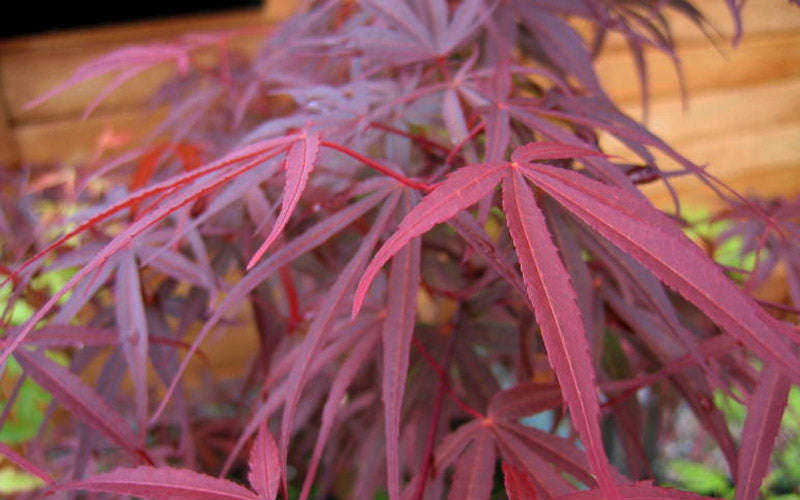  Ribbon Leaf Japanese Maple (Acer Palmatum 'Atrolineare') - 3 Gallon Pot (5-6')
