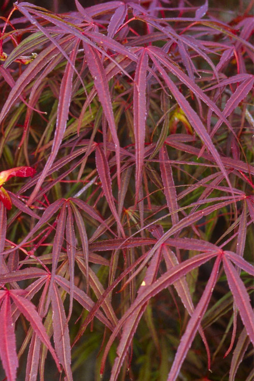 Ribbon Leaf Japanese Maple (Acer Palmatum 'Atrolineare') - 3 Gallon Pot (5-6')