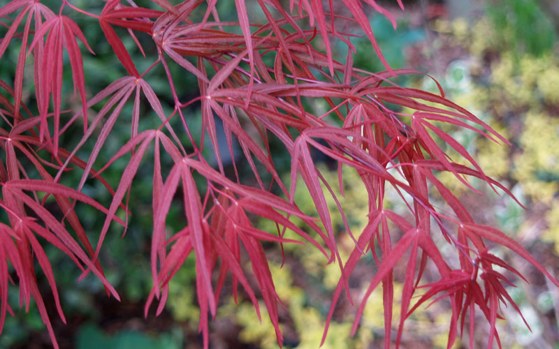  Ribbon Leaf Japanese Maple (Acer Palmatum 'Atrolineare') - 3 Gallon Pot (3-4')