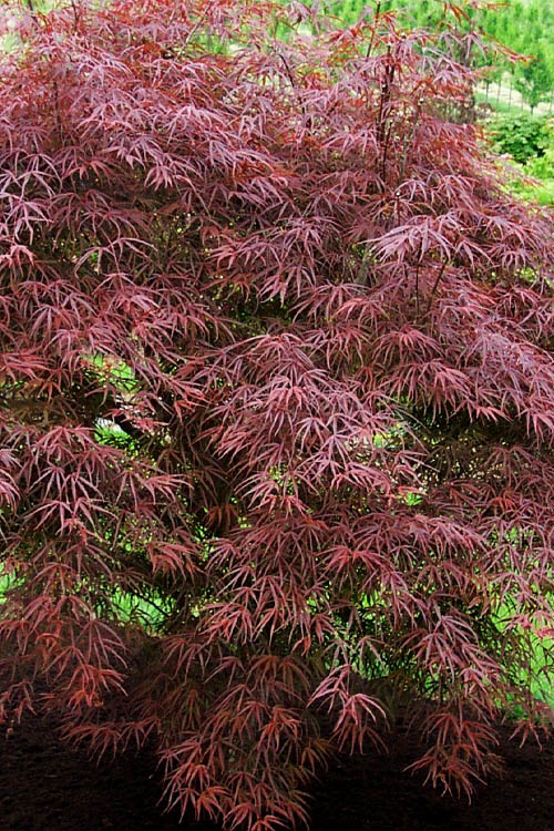  Ribbon Leaf Japanese Maple (Acer Palmatum 'Atrolineare') - 3 Gallon Pot (5-6')