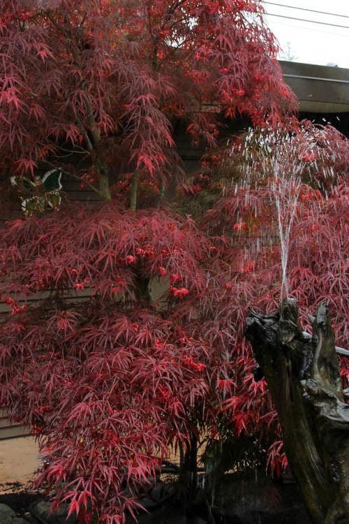  Filifera Purpurea Japanese Maple - 3 Gallon Pot