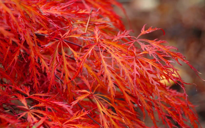  Firefall Lace Leaf Japanese Maple - 1 Gallon Pot
