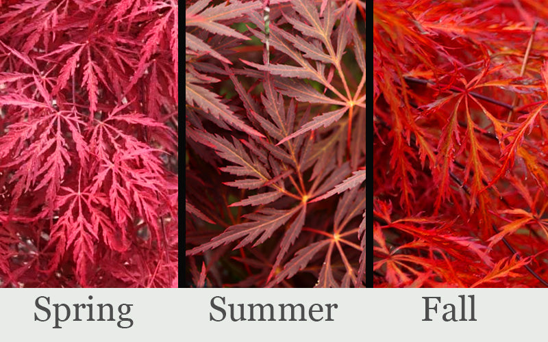  Firefall Lace Leaf Japanese Maple - 2 Gallon Pot
