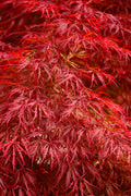  Firefall Lace Leaf Japanese Maple - 1 Gallon Pot