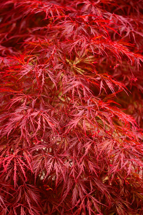  Firefall Lace Leaf Japanese Maple - 1 Gallon Pot