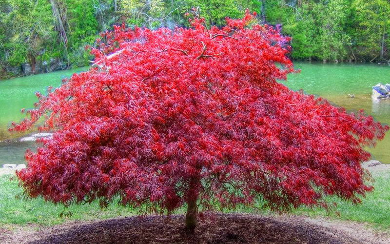  Firefall Lace Leaf Japanese Maple - 1 Gallon Pot