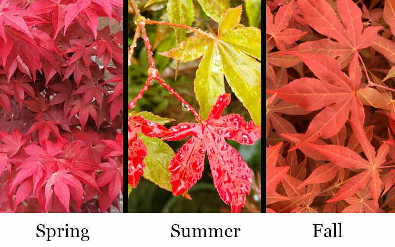  Gable's Glory Chameleon Japanese Maple - 1 Gallon Pot