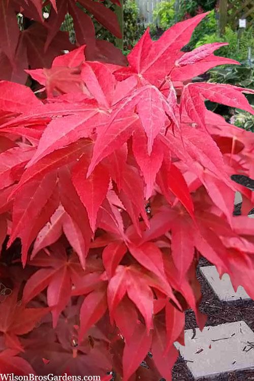  Gable's Glory Chameleon Japanese Maple - 1 Gallon Pot