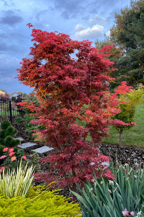  Gable's Glory Chameleon Japanese Maple - 1 Gallon Pot