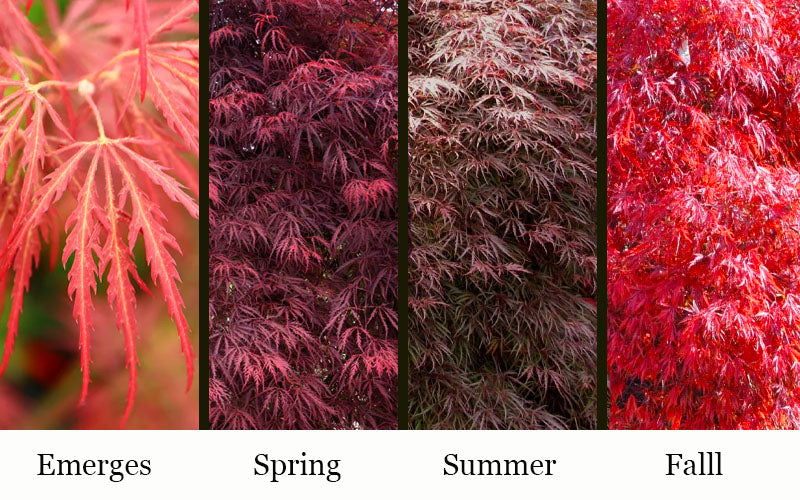  Garnet Laceleaf Japanese Maple - 3 Gallon Pot