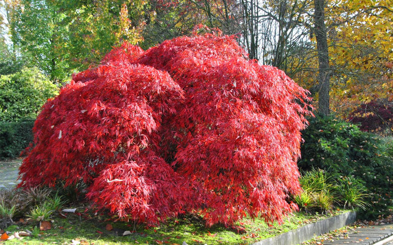  Garnet Laceleaf Japanese Maple - 3 Gallon Pot