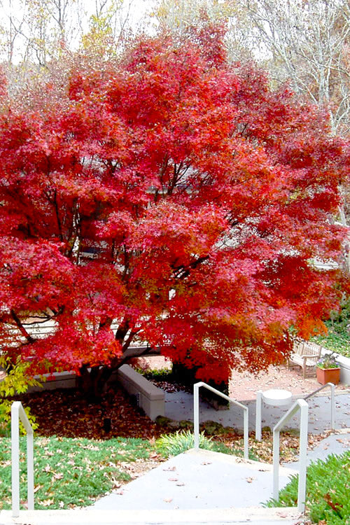  Glowing Embers Japanese Maple - 7 Gallon Pot (7'+)