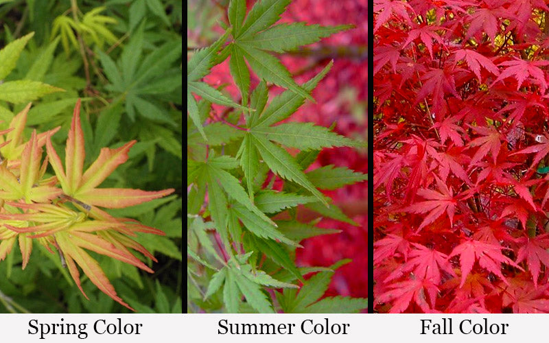  Glowing Embers Japanese Maple - 7 Gallon Pot (7'+)