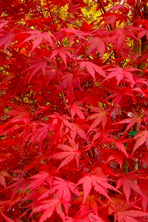  Glowing Embers Japanese Maple - 7 Gallon Pot (7'+)