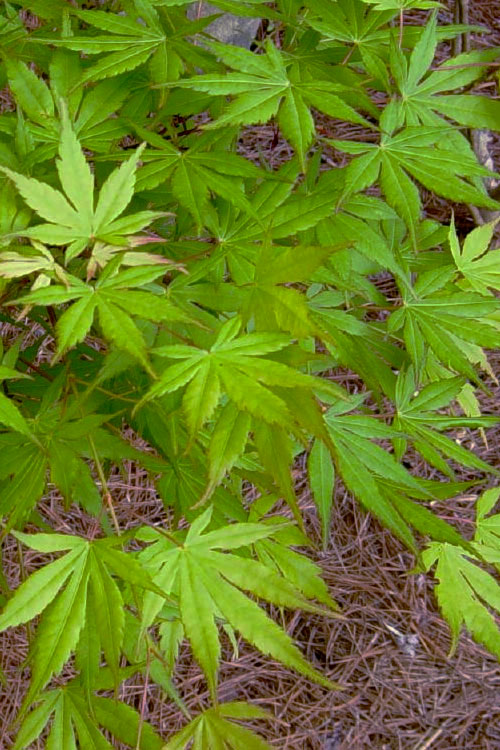  Glowing Embers Japanese Maple - 7 Gallon Pot (7'+)