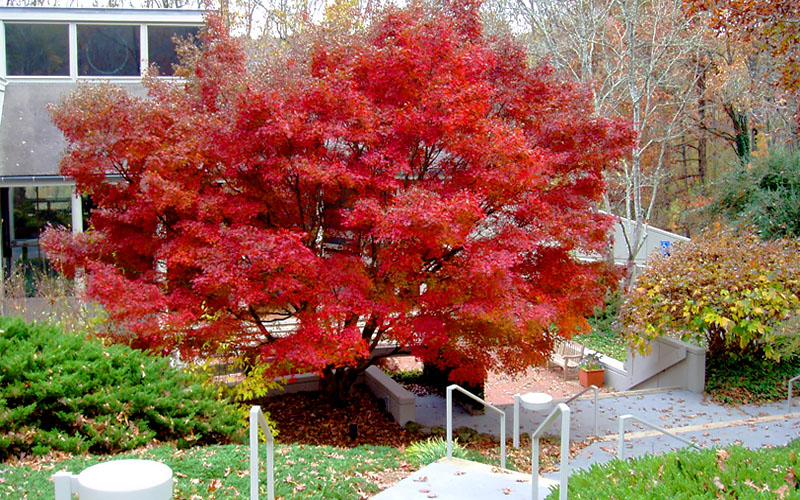  Glowing Embers Japanese Maple - 7 Gallon Pot (7'+)