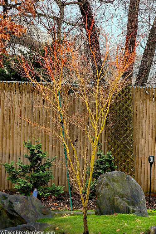  Gold Digger Yellow Bark Japanese Maple - 3 Gallon Pot (2-3')