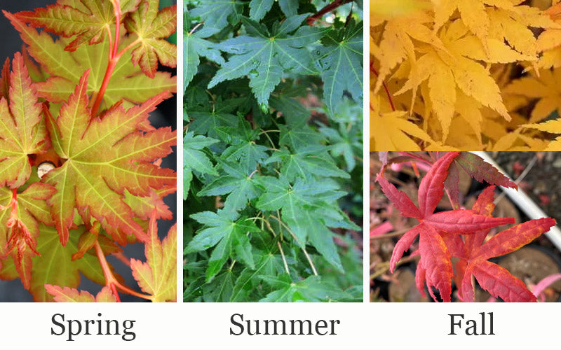  Gold Digger Yellow Bark Japanese Maple - 3 Gallon Pot (4-5')