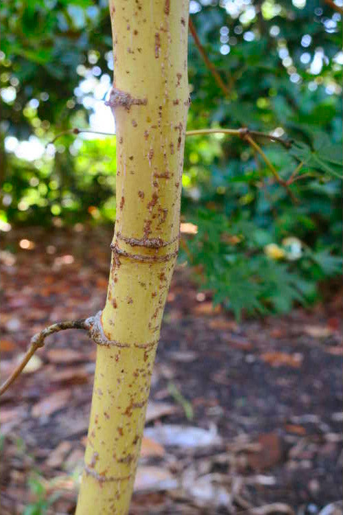  Gold Digger Yellow Bark Japanese Maple - 3 Gallon Pot (4-5')